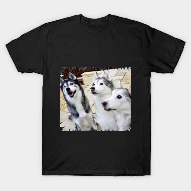 Husky Trio T-Shirt by Nicole Gath Photography